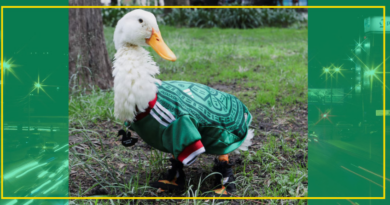 LE ROBAN LOS ZAPATITOS AL PATO MERLÍN PARA EXPLOTAR LEGALMENTE SU IMAGEN