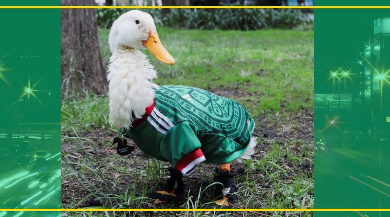 LE ROBAN LOS ZAPATITOS AL PATO MERLÍN PARA EXPLOTAR LEGALMENTE SU IMAGEN