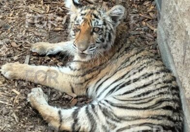 LOCALIZAN TIGRE Y MÁS ANIMALES EN CASA DE ZAPOPAN