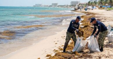 EN CARIBE, SEMAR EXTRAE CASI 80 MIL TONELADAS DE SARGAZO