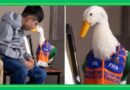 ¡HISTORIA INSPIRADORA! MERLÍN Y SU AMIGO GATUNO LUCHAN CONTRA LA DEPRESIÓN JUNTOS
