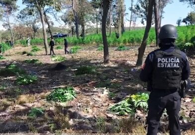 LOCALIZAN PREDIO DONDE CULTIVABAN 42 MIL PLANTAS DE MARIGUANA