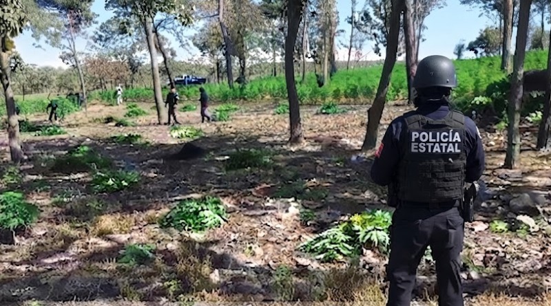 LOCALIZAN PREDIO DONDE CULTIVABAN 42 MIL PLANTAS DE MARIGUANA