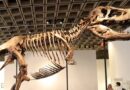 TIRANOSAURIO ‘GUS’ ALCANZA RÉCORD HISTÓRICO EN SUBASTA DE FÓSIL