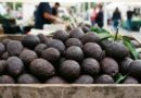 PARCIALMENTE REANUDADAS LAS INSPECCIONES AGUACATERAS POR EU
