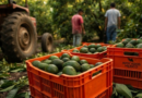SE DESTRABA LA ENTRADA DE 9 MIL TONS. DE AGUACATE MEXICANO EN LA UE