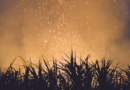 LLEGA DOCUMENTAL ‘RÍO DE SAPOS’ A CINETECA