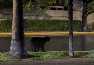 OSO PASEA POR AVENIDA SAN PEDRO