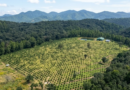 RECIBE MÉXICO PAGO POR REDUCIR DEFORESTACIÓN